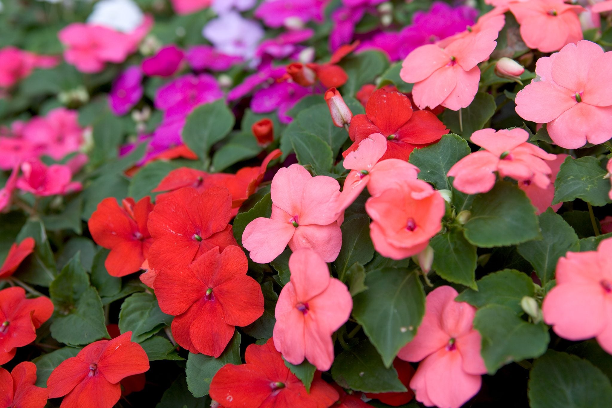 Walleriana Flower seeds for Planting - Cottage Garden Essential, Heirloom & GMO Free Seeds for Home Garden