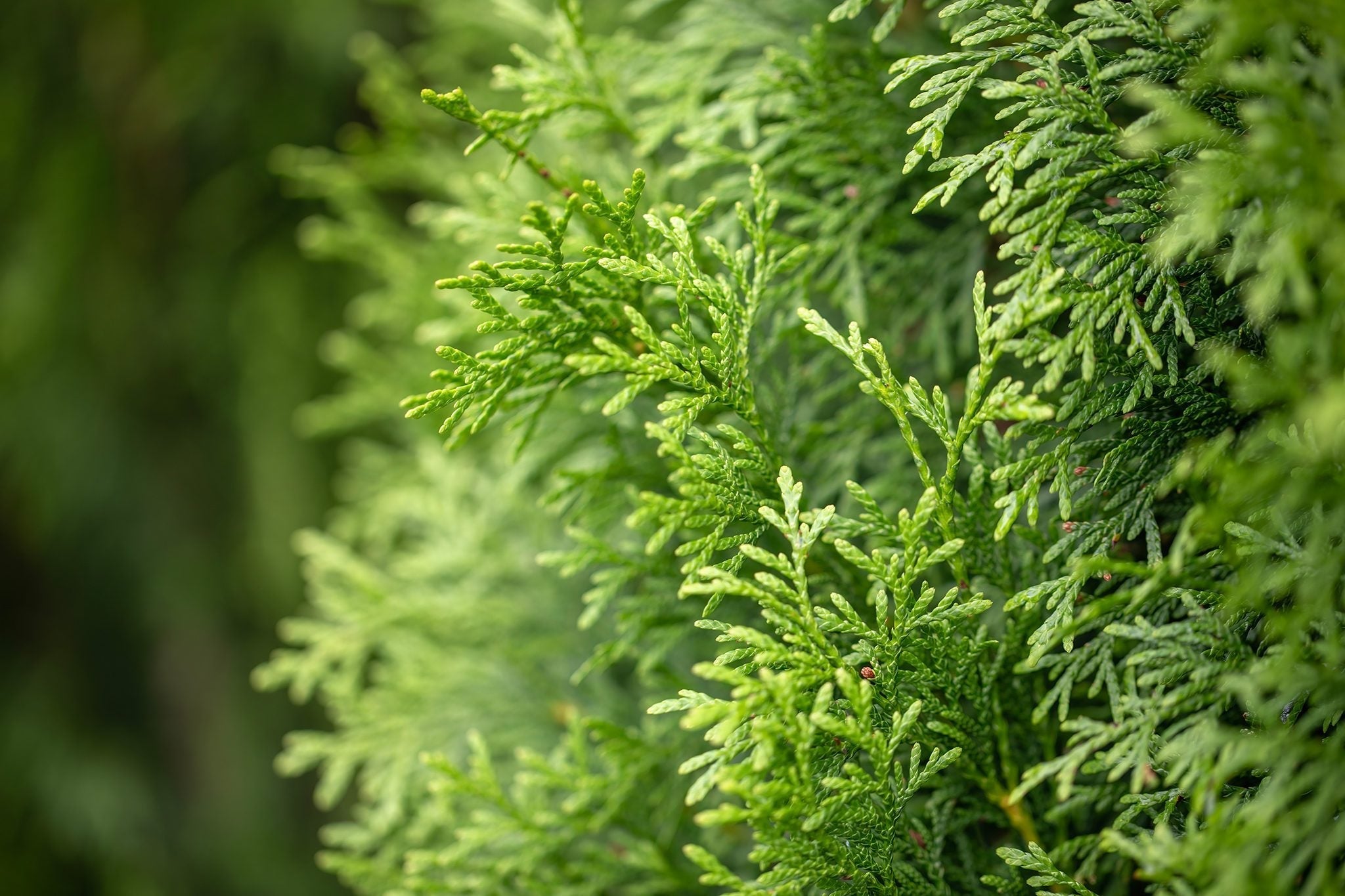 Juniper Tree Seeds For Planting: Cultivate Lush Lime Green Foliage A Soothing Garden