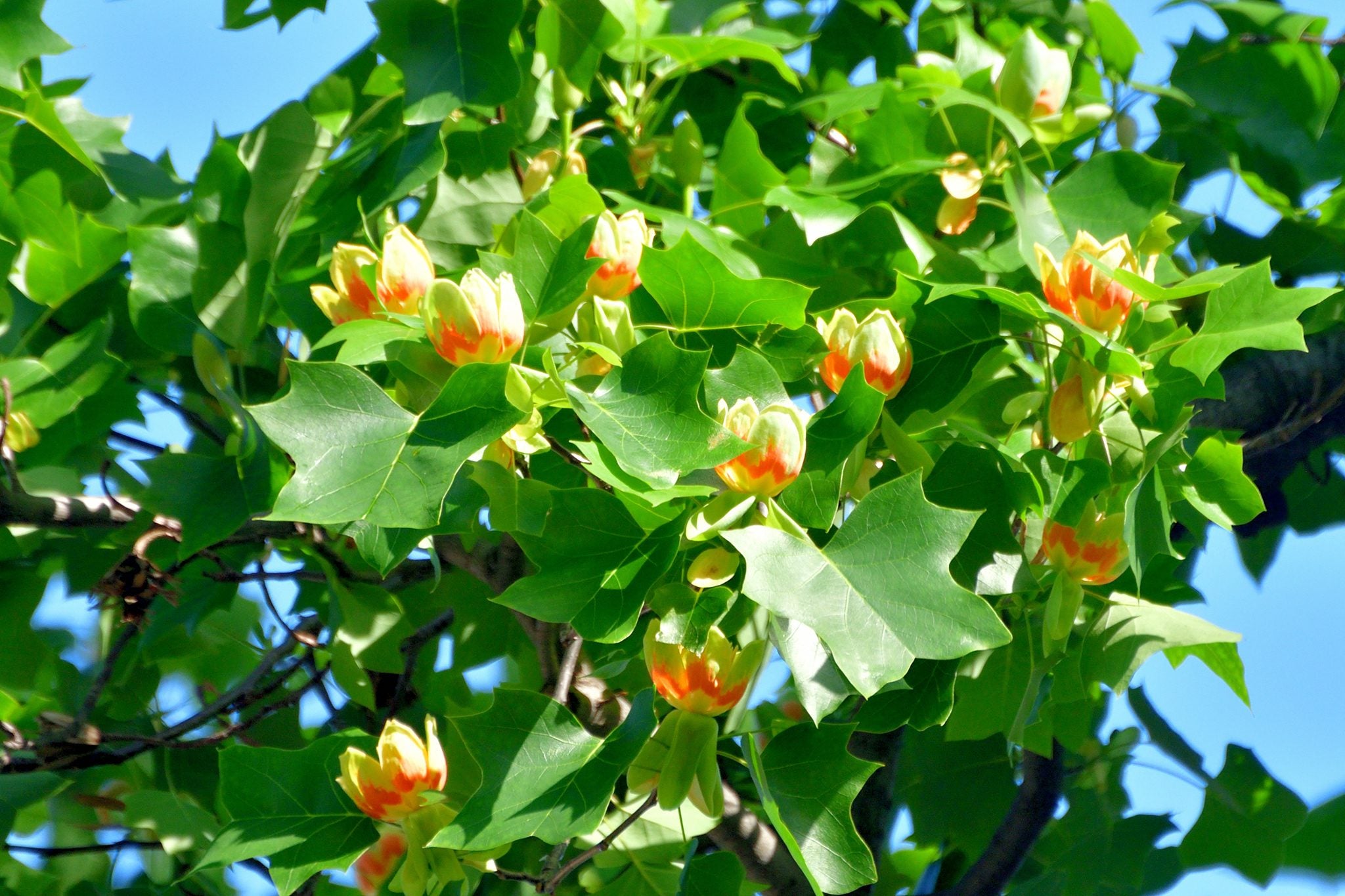 Liriodendron Flower seeds for Planting - Drought Tolerant, Heirloom & GMO Free Seeds for Home Garden