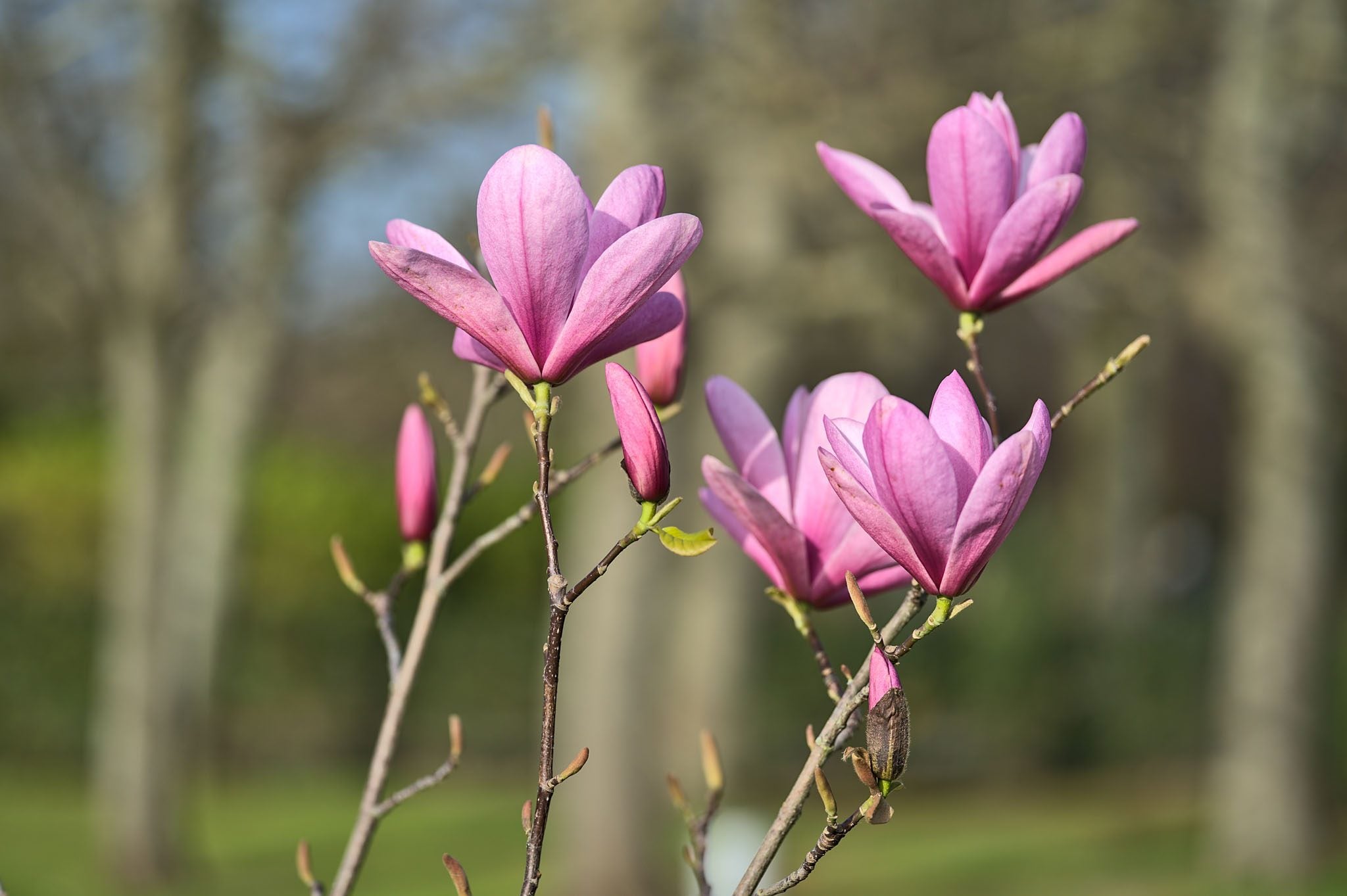 Magnolia Liliiflora Flower seeds for Planting, Drought Tolerant Heirloom & GMO Free Seeds for Home Garden