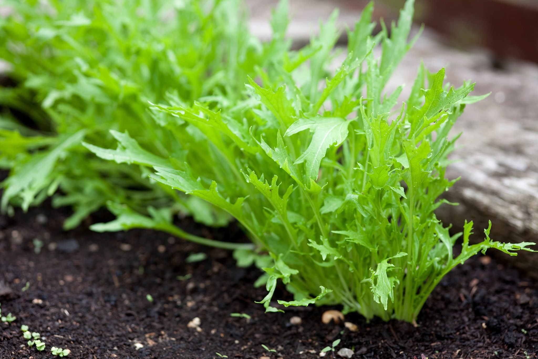 Mizuna "Baby Leaf" Seeds for Planting