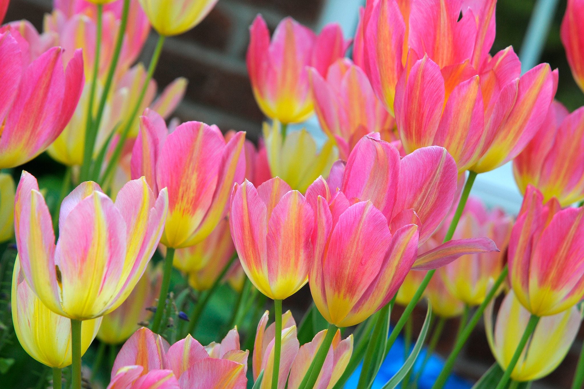 Yellow & Pink Tulip Flower seeds for Planting - Perfect for Borders, Heirloom & GMO Free Seeds for Home Garden