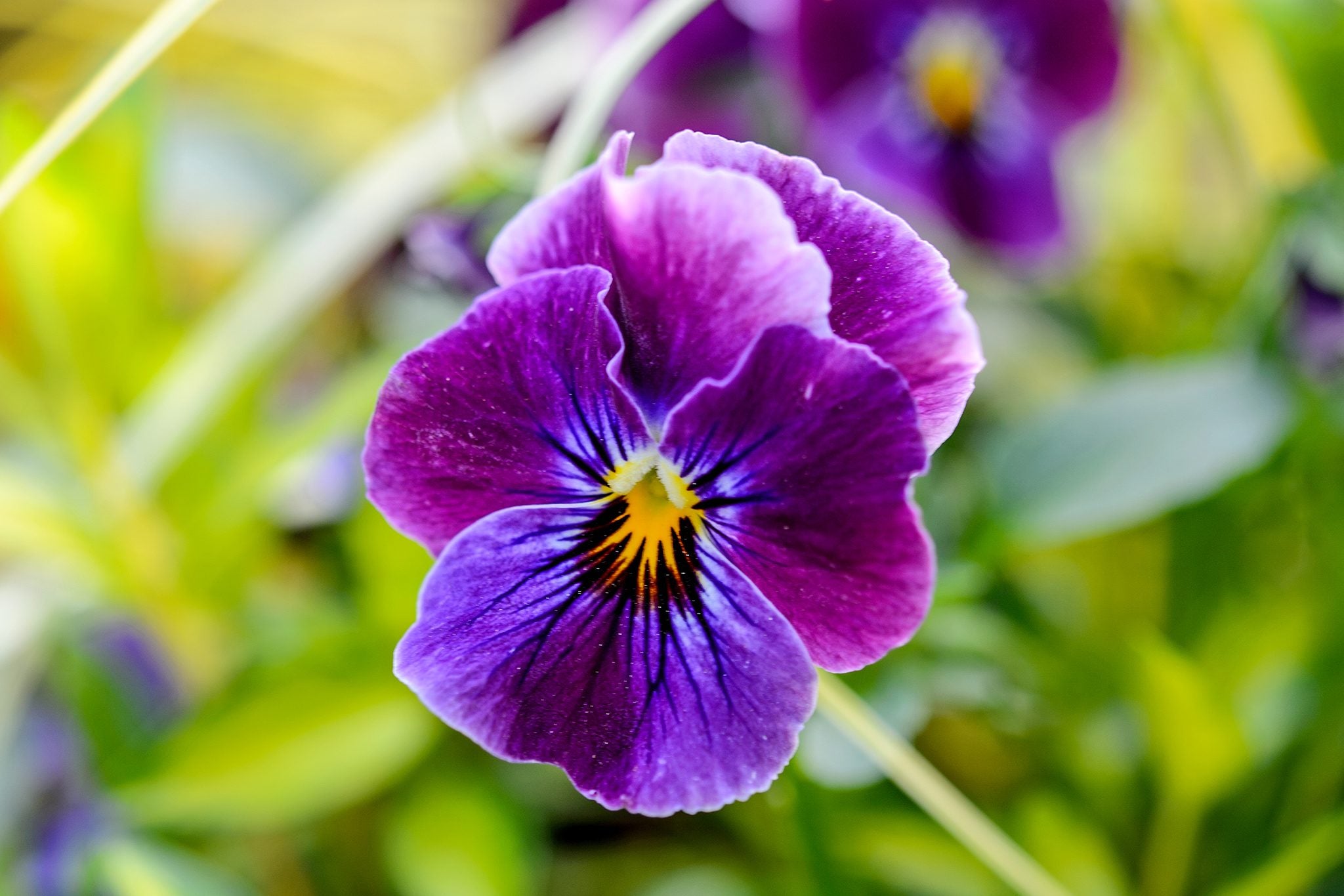 Violet Flower seeds for Planting - Premium Quality, Heirloom & GMO Free Seeds for Home Garden