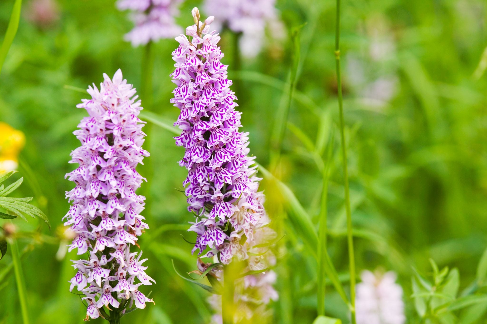 Dactylorhiza Flower seeds for Planting - Low Maintenance, Heirloom & GMO Free Seeds for Home Garden