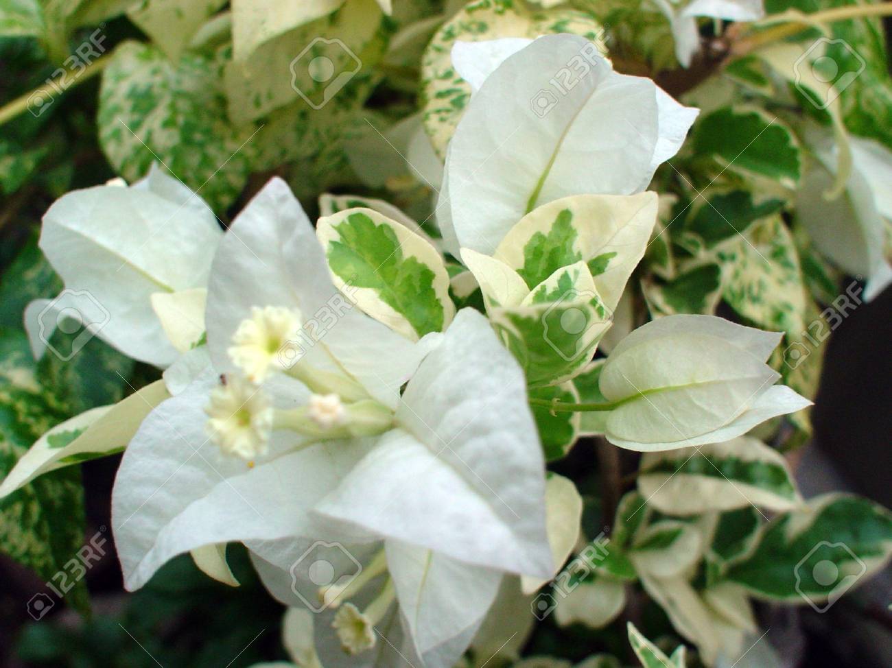 White Bougainvillea Kousa Flower Seeds for Planting | Elegant Flowering Seeds for Beautiful Gardens