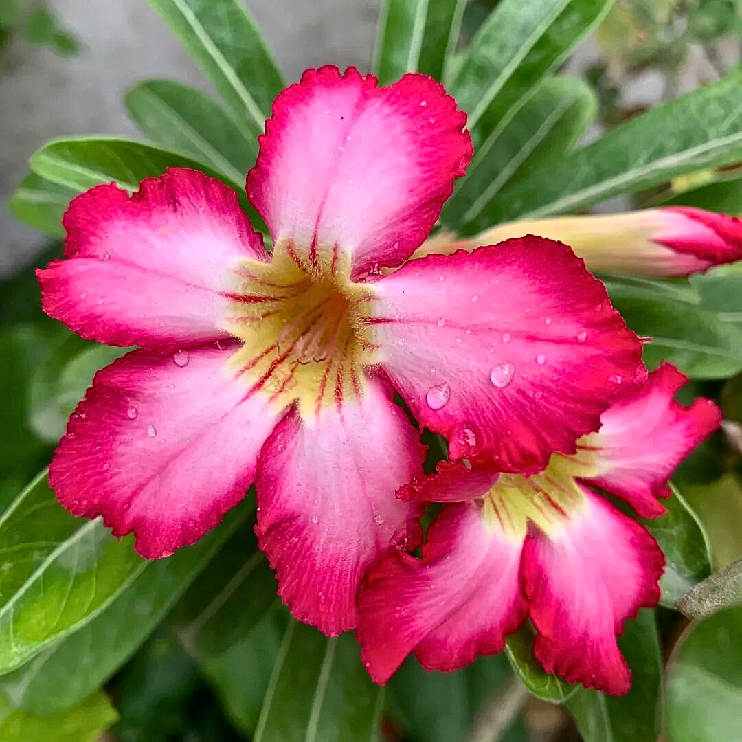 Adenium Desert Flower seeds for Planting - Easy to Grow, Heirloom & GMO Free Seeds for Home Garden