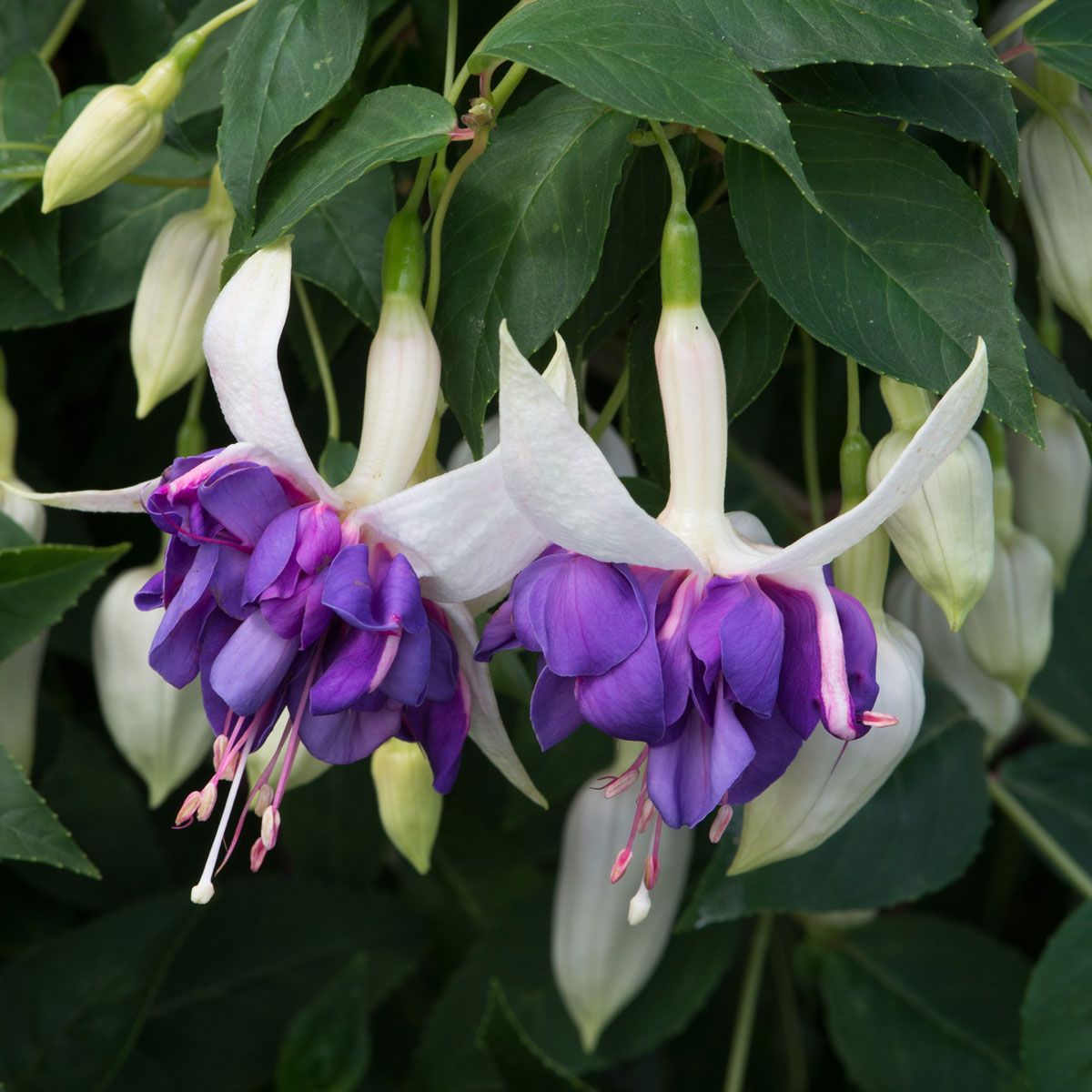 Purple White Fuchsia Flower seeds blooming in flower beds, containers, borders, and pollinator-friendly gardens