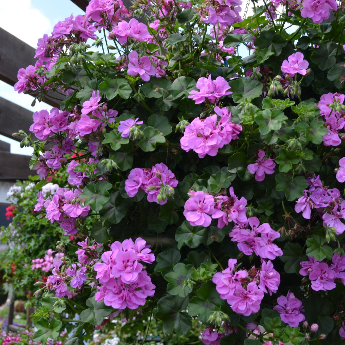 Violet Geranium Pelargonium Flower Seeds for Planting Vibrant Colors Heirloom & GMO Free Seeds for Home Garden
Sale