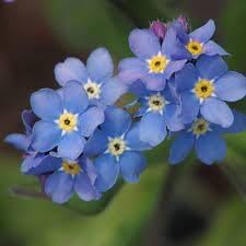 Myosotis Flower seeds blooming in flower beds, containers, borders, and pollinator-friendly gardens