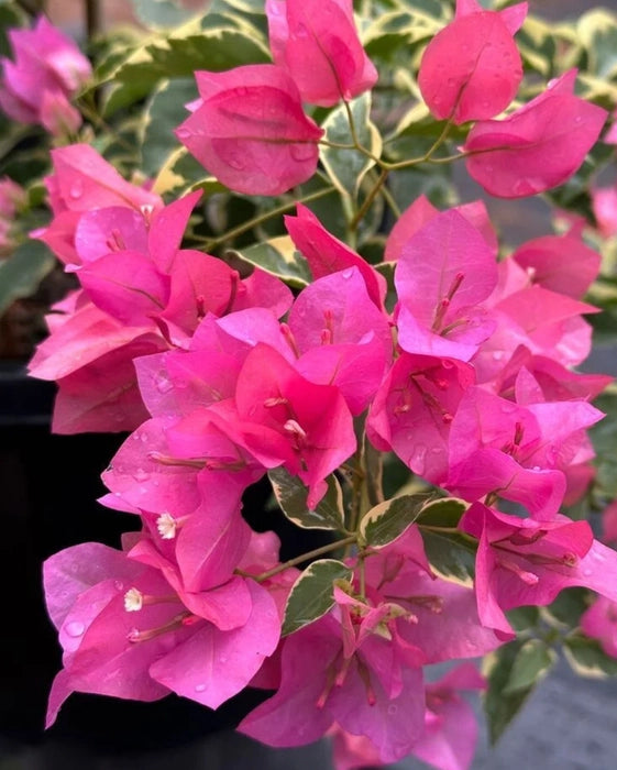 Thick Pink Bougainvillea Flower seeds for Planting - Compact Growth, Heirloom & GMO Free Seeds for Home Garden