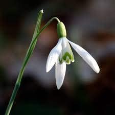 Galanthus Flower seeds blooming in flower beds, containers, borders, and pollinator-friendly gardens