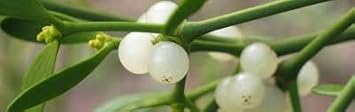 White Mistletoe Flower seeds for Planting - Low Maintenance, Heirloom & GMO Free Seeds for Home Garden
Sale seeds for home garden