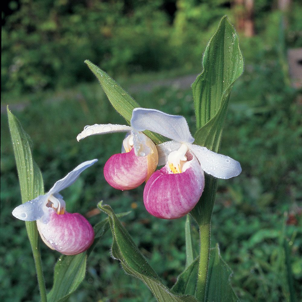 Heirloom Lady's Slipper Orchid Flower seeds blooming in flower beds, containers, borders, and pollinator-friendly gardens