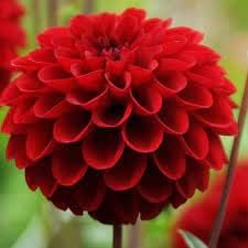 Deep Red Dahlia Flower seeds blooming in flower beds, containers, borders, and pollinator-friendly gardens