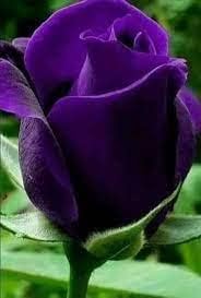 Thick Purple Flower seeds for Planting - Fragrant Blossoms, Heirloom & GMO Free Seeds for Home Garden
Sale seeds for home garden