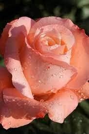 Peach Rose Flower seeds for Planting Drought Tolerant Heirloom & GMO Free Seeds for Home Garden
Sale for planting in home garden