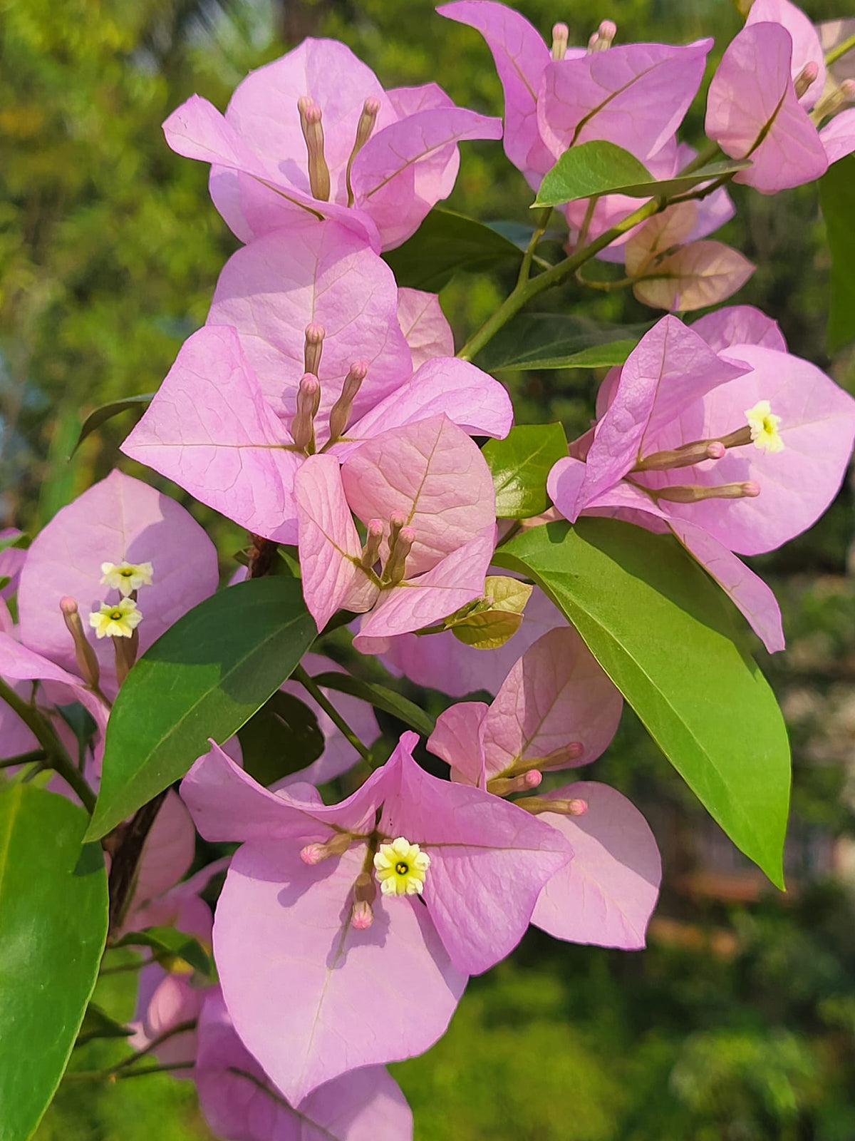 Baby (Baby Pink) seeds for planting in home garden