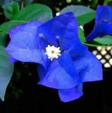Blue Spectabilis Flower seeds for Planting - Garden Favorite, Heirloom & GMO Free Seeds for Home Garden
Sale seeds for home garden