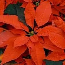 Orange Poinsettia Seeds Flower seeds for Planting Pollinator Friendly Heirloom & GMO Free Seeds for Home Garden
Sale for planting in home garden