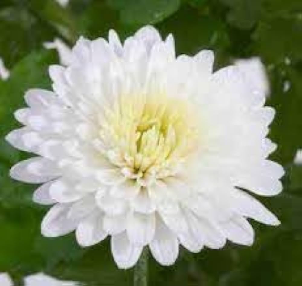 India White Mix German Breed Chrysanthemum Seeds for Planting flower bed