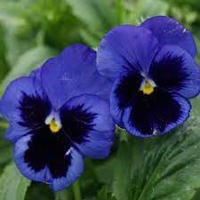 Pansy Flower seeds blooming in flower beds, containers, borders, and pollinator-friendly gardens
