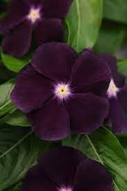 Periwinkle Flower seeds for Planting - Cut Flower Favorite, Heirloom & GMO Free Seeds for Home Garden
Sale seeds for home garden