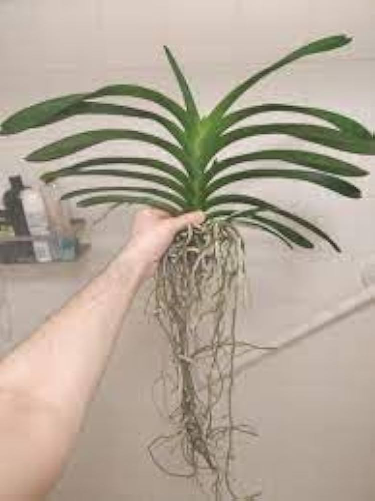 Orchid Balcony Seeds for Planting Dendrobium spp. for balcony gardens and indoor spaces