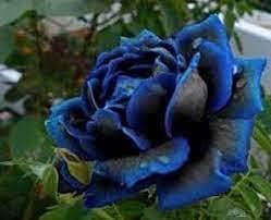 Midnight Supreme Dark Blue Rose Flower seeds for Planting - Pollinator Friendly, Heirloom & GMO Free Seeds for Home Garden
Sale seeds for home garden