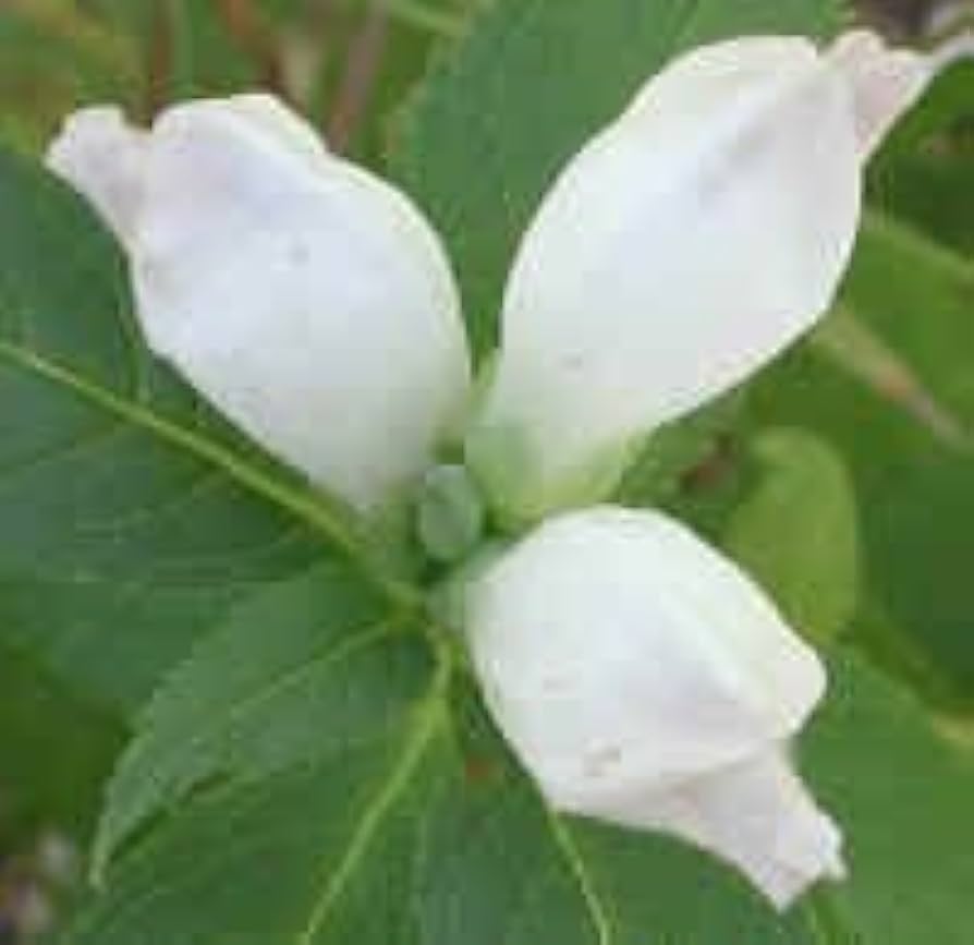 Turtlehead Chelone Glabra Native Wildflower Seeds