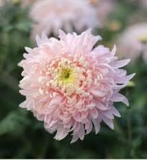 Bonsai Chrysanthemum Flower seeds for Planting - Compact Growth, Heirloom & GMO Free Seeds for Home Garden
Sale seeds for home garden