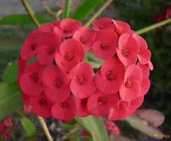 Euphorbia Milii Flower seeds blooming in flower beds, containers, borders, and pollinator-friendly gardens