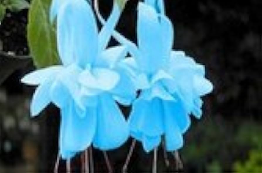 Fuchsia Fuchsia spp. Seeds for Planting - Great for Flower Bed & Urban Garden
