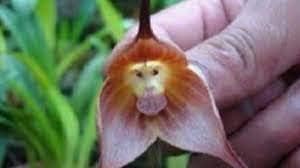Light Pink Monkey Face Flower seeds blooming in flower beds, containers, borders, and pollinator-friendly gardens
