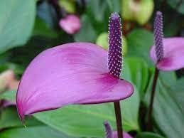 Anthurium flower seeds - Flower seeds for Planting - Easy to Grow, Heirloom & GMO Free Seeds for Home Garden
Sale seeds for home garden
