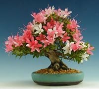 Pink Yellow Adenium Obesum Seeds for Planting Premium Quality Heirloom & GMO Free Seeds for Home Garden
Sale for planting in home garden