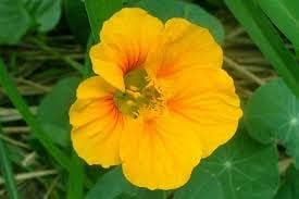 Yellow Tropaeolum Majus Flower seeds for Planting Attractive Flowers Heirloom & GMO Free Seeds For Home Garden
Sale for planting in home garden