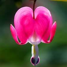 Heirloom Heart Flower seeds blooming in flower beds, containers, borders, and pollinator-friendly gardens