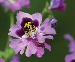 Heirloom Schizanthus Flower seeds blooming in flower beds, containers, borders, and pollinator-friendly gardens