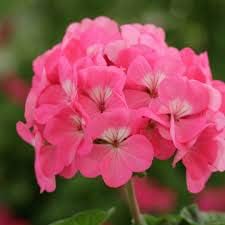 Pink Geranium Flower seeds blooming in flower beds, containers, borders, and pollinator-friendly gardens