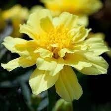 Heirloom Alumia Vanilla Flower seeds blooming in flower beds, containers, borders, and pollinator-friendly gardens