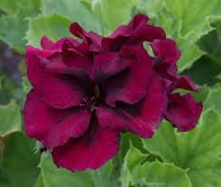 Geranium Burgundy Flower seeds blooming in flower beds, containers, borders, and pollinator-friendly gardens