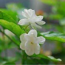 Jasmine Flower seeds for Planting - Colorful Display, Heirloom & GMO Free Seeds for Home Garden
Sale seeds for home garden