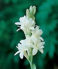 Tuberose Flower seeds for Planting - Vibrant Colors, Heirloom & GMO Free Seeds for Home Garden
Sale seeds for home garden