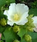 White Hibiscus Flower seeds for Planting Cut Flower Favorite Heirloom & GMO Free Seeds for Home Garden
Sale for planting in home garden