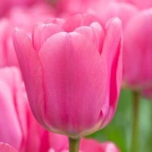 Pink Tulip Flower seeds blooming in flower beds, containers, borders, and pollinator-friendly gardens