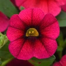 Deep Pink Calibrachoa Flower Seeds, Heirloom Non-GMO Blooms for Vibrant Home Garden Planting
Sale seeds for home garden