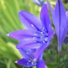 Fabiola Flower seeds blooming in flower beds, containers, borders, and pollinator-friendly gardens
