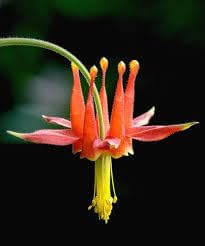 Columbine Viridiflora Flower seeds for Planting Drought Tolerant Heirloom & GMO Free Seeds for Home Garden
Sale for planting in home garden