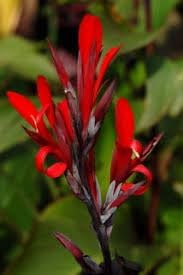 Canna Flower seeds for Planting - Long Bloom Season, Heirloom & GMO Free Seeds for Home Garden
Sale seeds for home garden