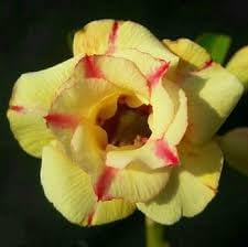 Obesum Flower seeds blooming in flower beds, containers, borders, and pollinator-friendly gardens